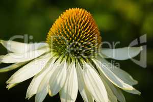 Sonnenhut, Echinacea purpurea