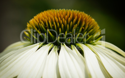 Sonnenhut, Echinacea purpurea