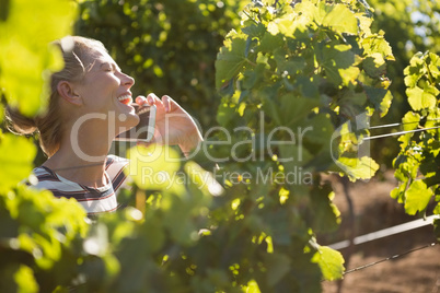 Female vintner talking on mobile phone in vineyard