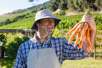 Farmer holding harvested carrots in field