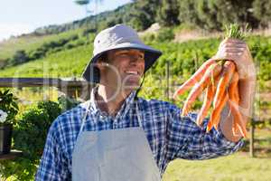 Farmer holding harvested carrots in field