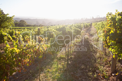 View of vineyard