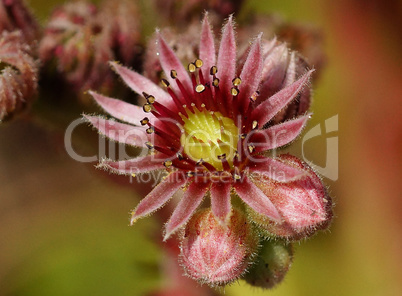 Hauswurz, Sempervivum