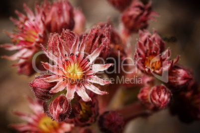 Hauswurz, Sempervivum