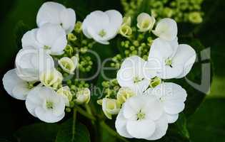 Gartenhortensie, Hydrangea macrophylla