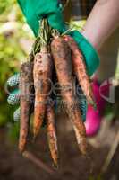Woman holding harvested carrots in field
