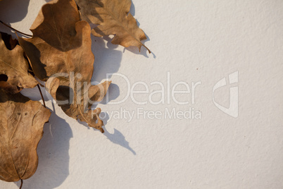 Close-up of autumn leaves