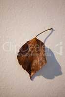 Overhead of autumn leave