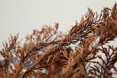 Close-up of dried autumn leaves