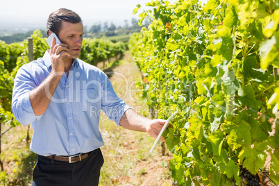 Vintner using digital tablet while talking on mobile phone