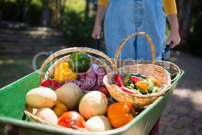 Various fresh vegetables in wheelbarrow