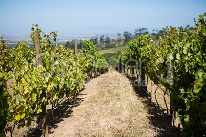 View of vineyard