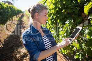 Female vintner using digital tablet in vineyard