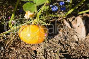 Pumpkin growing in field