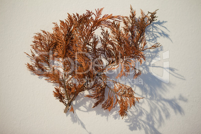 Overhead of dried autumn leaves