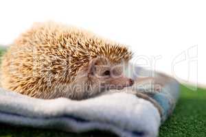 Porcupine on towel