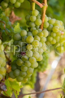 Ripe grapes in vineyard