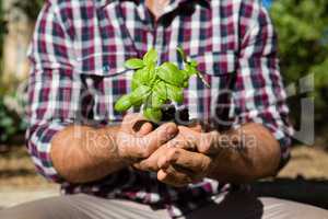 Mid section of man holding sapling in garden