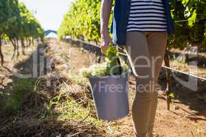 Low section of female vintner holding harvested grapes in bucket