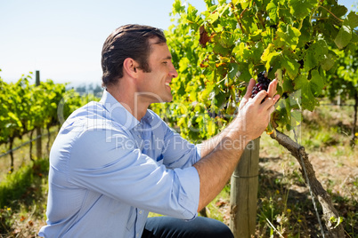 Vintner examining grapes in vineyard
