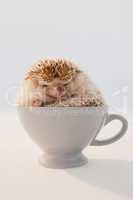 Close-up of porcupine in cup