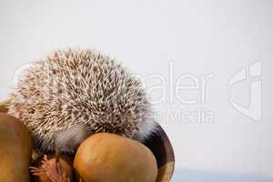 Pears fruits and porcupine in bowl