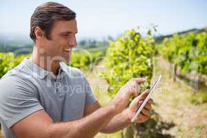vintner using digital tablet in vineyard