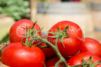 Fresh cherry tomatoes in wicker basket