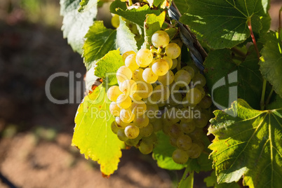 Ripe grapes in vineyard