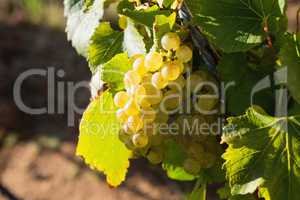 Ripe grapes in vineyard