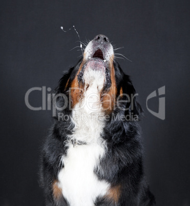 berner sennenhund heuelt