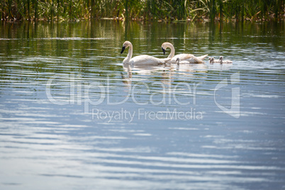 Family of Swan Swimming in the Water.