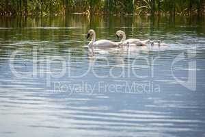 Family of Swan Swimming in the Water.