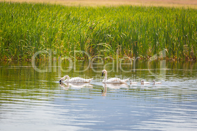 Family of Swan Swimming in the Water.