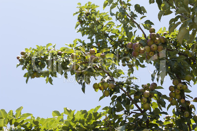 Pear ripe organic cultivar pears in the summer garden photo