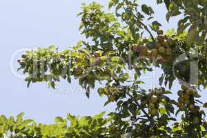 Pear ripe organic cultivar pears in the summer garden photo