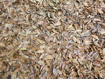 Carpet of fallen dry leaves in autumn