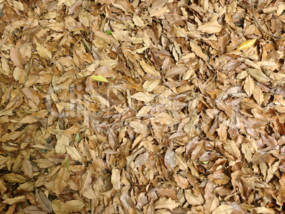 Carpet of fallen dry leaves in autumn