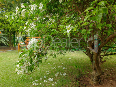 Flowery bush with wooden bench in the background