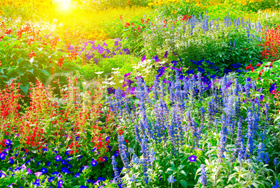 Colorful flower bed