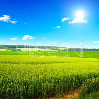 Beautiful sunset on wheat field