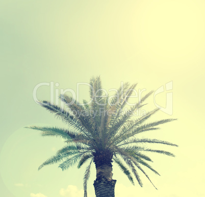 Palm tree on a Sardinian beach, retro film style