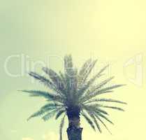 Palm tree on a Sardinian beach, retro film style