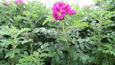 rosa rugosa