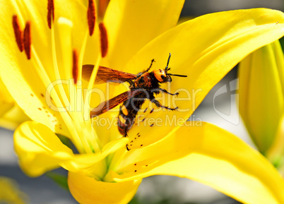 large bee hornet sits on a yellow lily flower