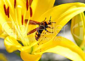 large bee hornet sits on a yellow lily flower