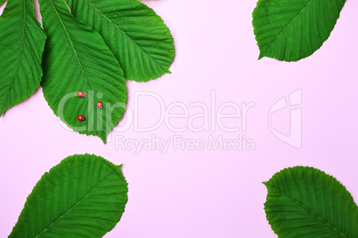 Abstract pink background with green leaves of chestnut