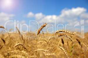 Ears of ripe yellow wheat