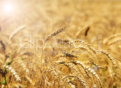 Ears of ripe yellow wheat