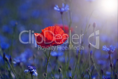 Red tulip in the middle of a field with blue cornflowers